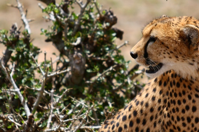Safari di quattro giorni a Samburu e Aberdare