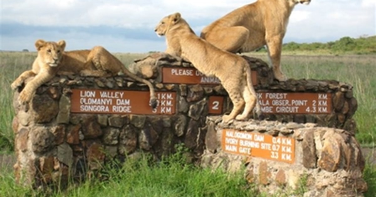 Ab Nairobi: Private Tour Zum Nairobi-Nationalpark | GetYourGuide