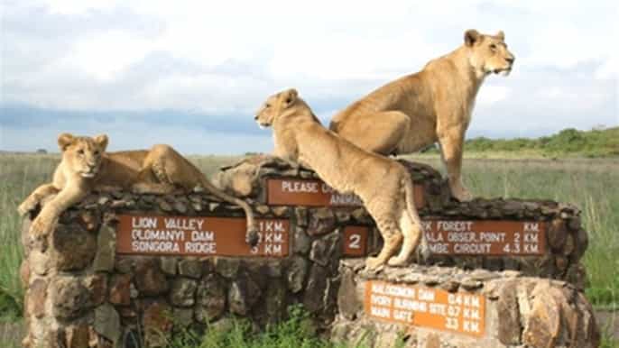 from nairobi private nairobi national park tour