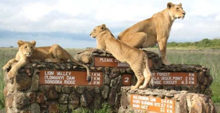 From Nairobi Private National Park Tour GetYourGuide