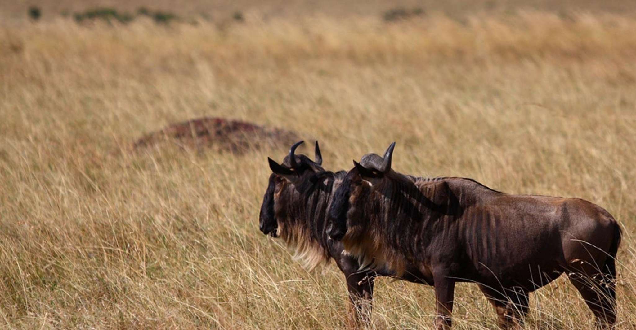 Overnight Safari to Amboseli - Housity