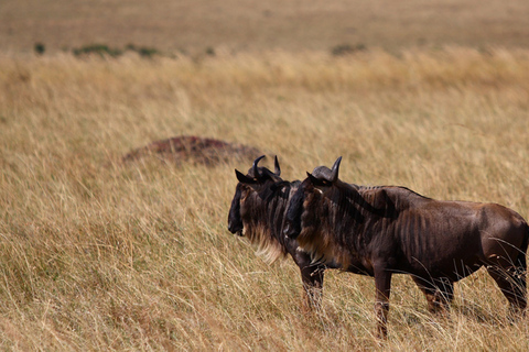 Safari notturno ad AmboseliSafari notturno