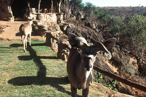 Safari di quattro giorni a Samburu e Aberdare