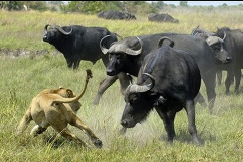 Safari di quattro giorni a Samburu e Aberdare