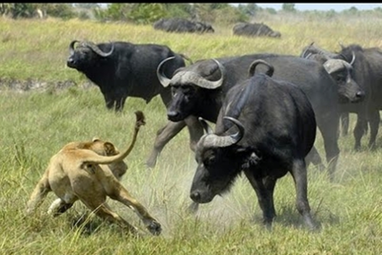 Safari di quattro giorni a Samburu e Aberdare