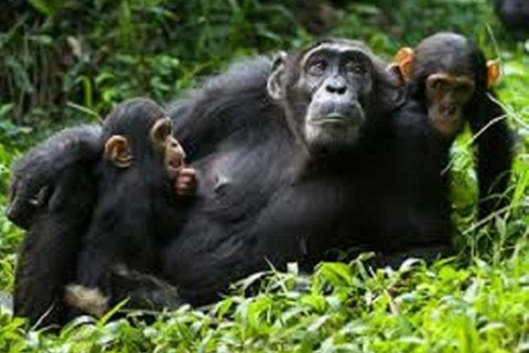 Safari com pernoita em Serena SweetwatersViagem nocturna