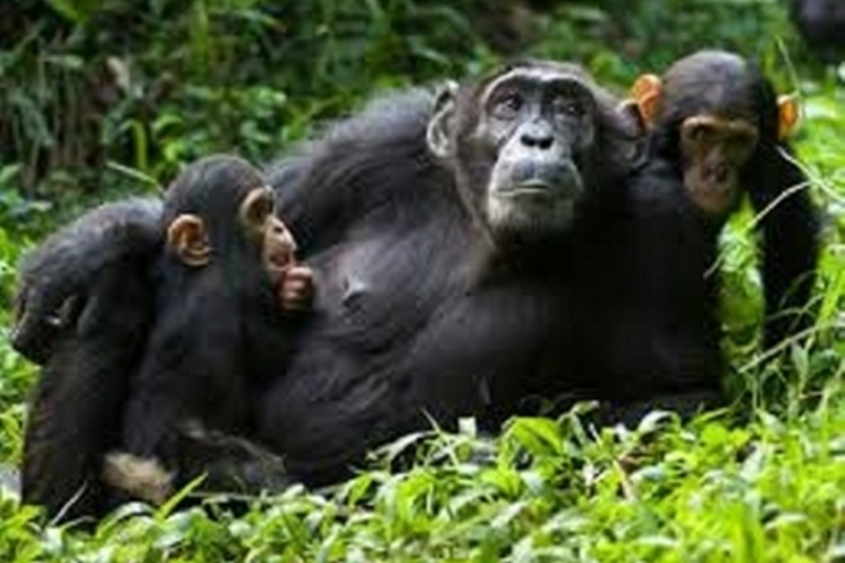 Safari com pernoita em Serena SweetwatersViagem nocturna