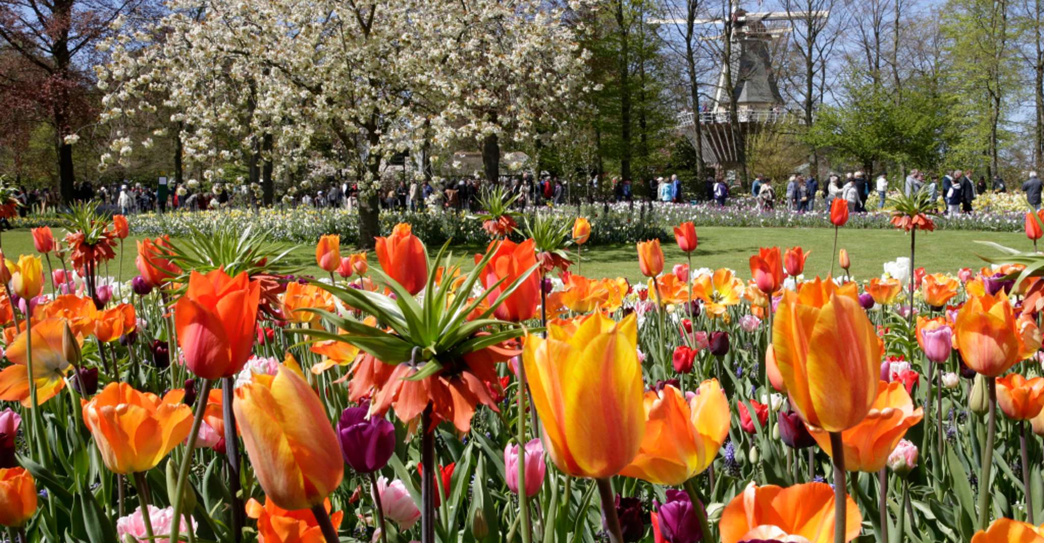 From Amsterdam, Keukenhof Entrance and Public Bus Transfer - Housity