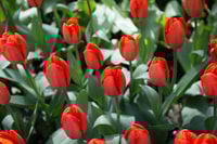 From Amsterdam, Keukenhof Entrance and Public Bus Transfer - Housity