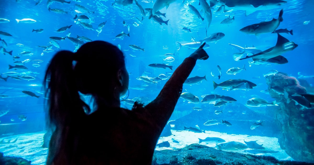 Aquarium de Barcelona ticket de acceso sin colas GetYourGuide