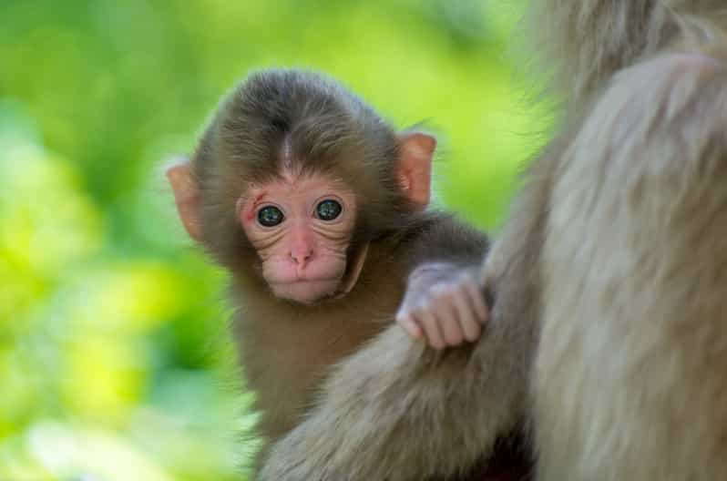 Nagano: 1-Day Snow Monkey & Cherry Blossom Tour in Spring | GetYourGuide