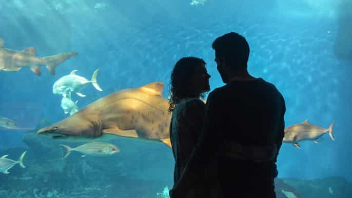 seville minibus tour aquarium and river cruise