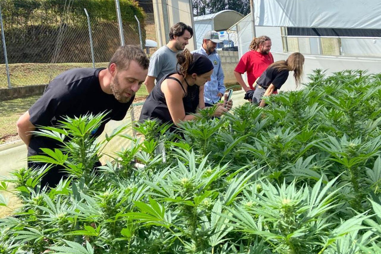 Medellín: A Nature Journey Into Medicinal Cannabis Option 1: Basic Educational Cannabis Tourism Experience