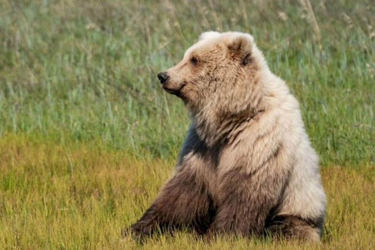Bear Viewing Tour from Homer, Alaska