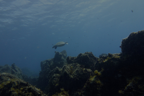 Tenerife Exclusive Snorkeling Trip with Marine Biologist