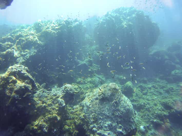 Tenerife Exclusive Snorkeling Trip with Marine Biologist GetYourGuide