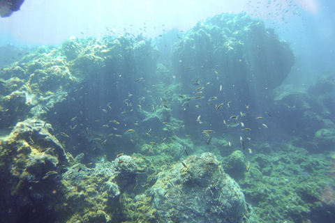 Tenerife Exclusive Snorkeling Trip with Marine Biologist