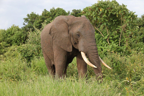 Tanzânia: Safári nos parques Serengeti, Ngorongoro e Tarangire