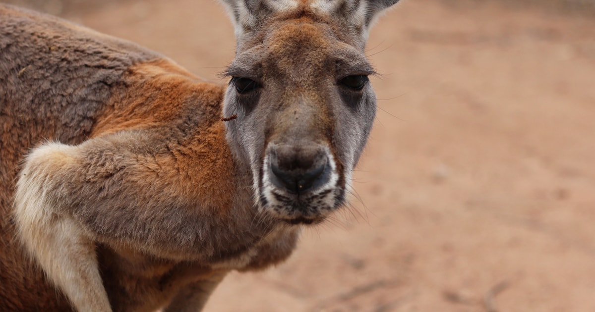 From Brisbane Australia Zoo Entry Ticket and Koala Cuddle GetYourGuide