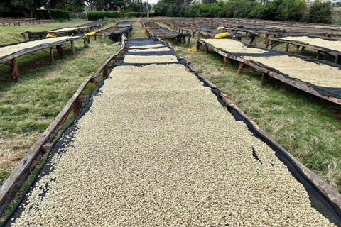 Kiambu: Fairview Estate Coffee Farm Tour with Tasting