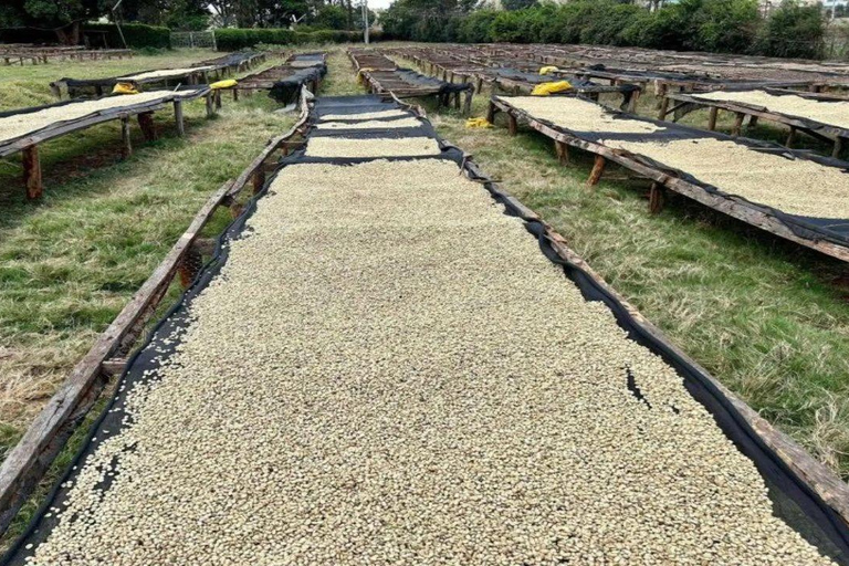 Kiambu: Fairview Estate Coffee Farm Tour with Tasting
