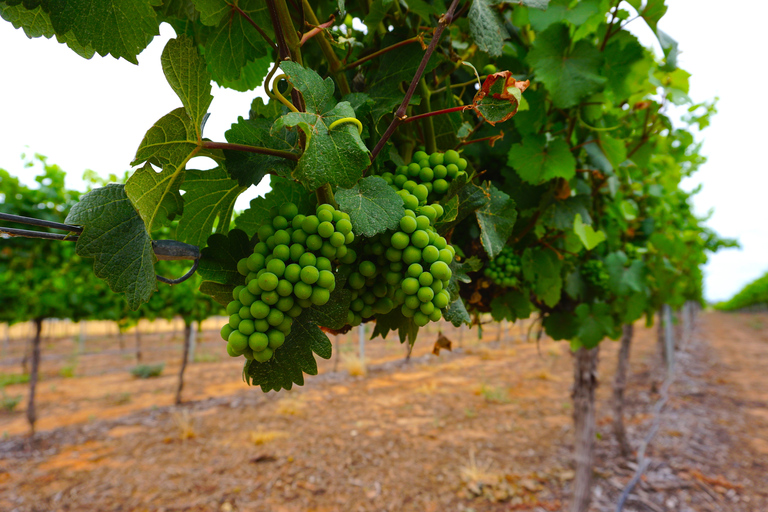 Swan Valley: Halbtägige Weintour ab Perth