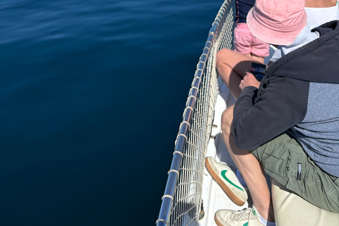 Estepona: Dolphins Searching Sea Cruise with Drink & Snacks Group Cruise