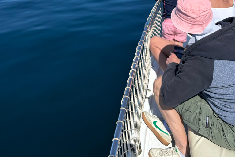 Estepona: Dolphins Searching Sea Cruise with Drink & Snacks Group Cruise