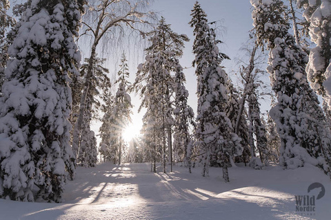 Rovaniemi: Sneeuwscootersafari in het poolcirkelbosAlleenstaand rijden 1 persoon per sneeuwscooter