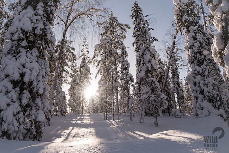 Rovaniemi: Safari en moto de nieve por el bosque del Círculo Polar ÁrticoConducción individual 1 persona por moto de nieve