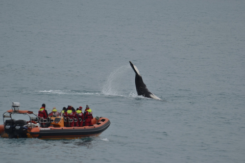 Whale Watching in Reykjavik by Speedboat