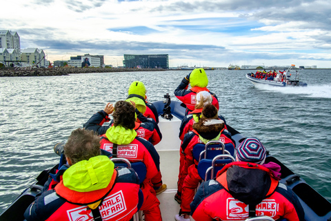 Walvissen kijken in Reykjavik met een speedbootReykjavik: walvissen spotten met een speedboot