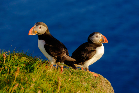 Observação de baleias em Reykjavik em lancha rápida