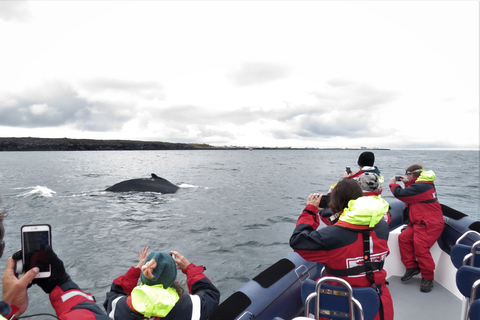 Walvissen kijken in Reykjavik met een speedbootReykjavik: walvissen spotten met een speedboot