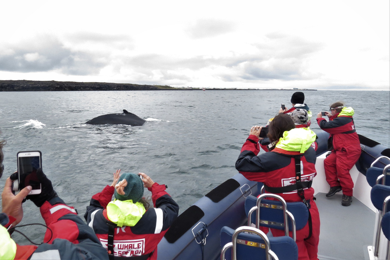 Observação de baleias em Reykjavik em lancha rápida