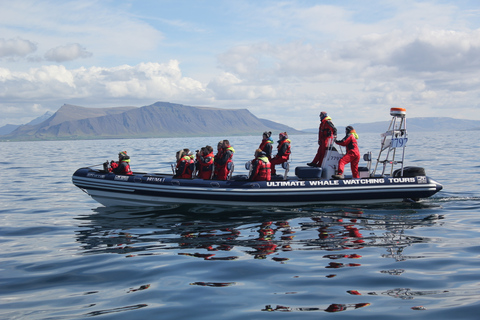 Whale Watching in Reykjavik by Speedboat