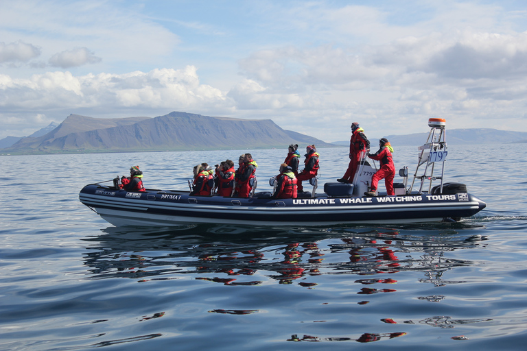 Observação de baleias em Reykjavik em lancha rápida