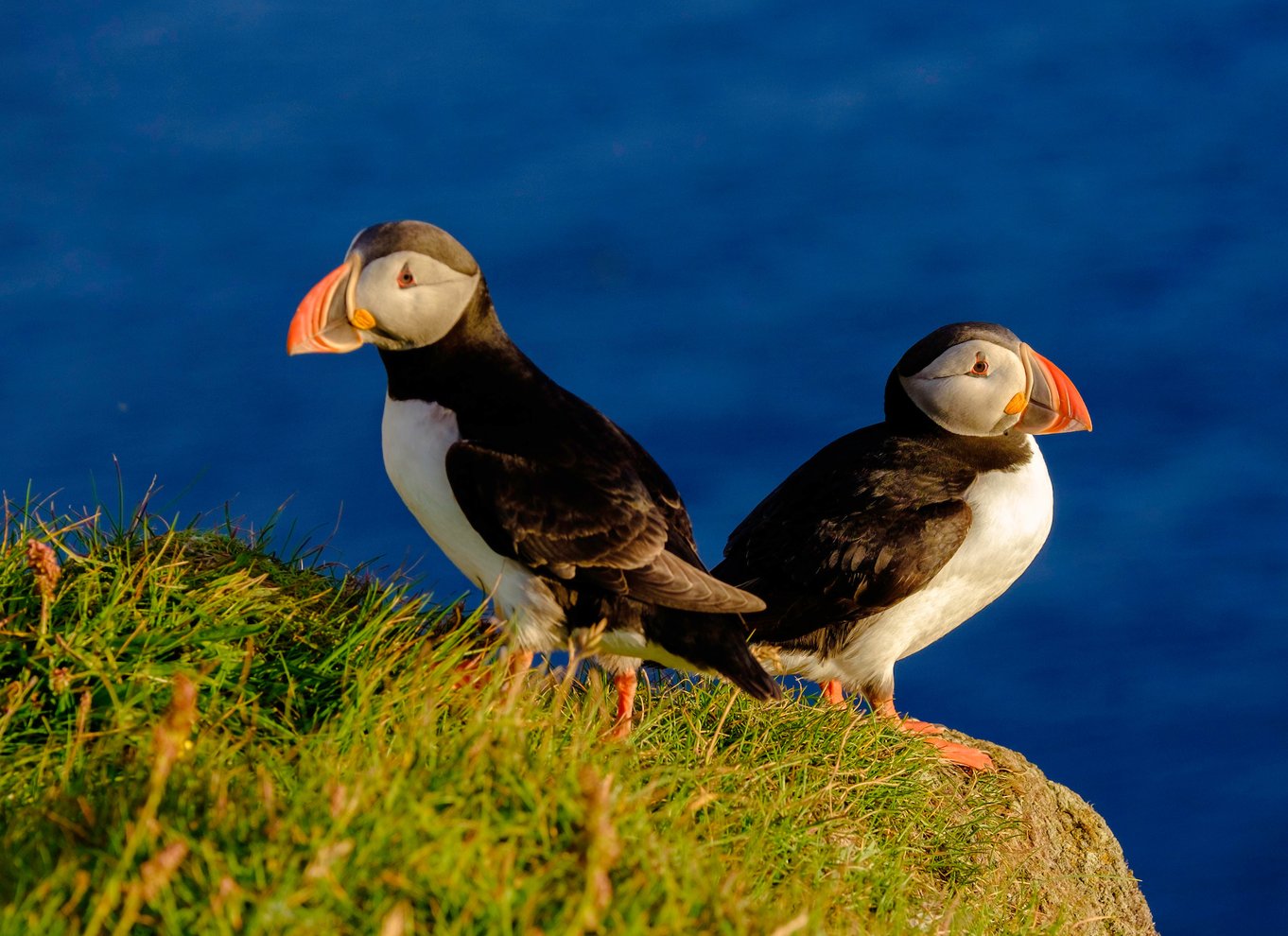 Reykjavik: Tur for at se lundefugle