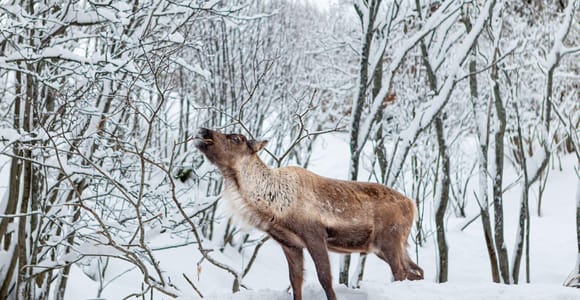 Narvik: Sami Reindeer Experience with Storytelling & Lunch