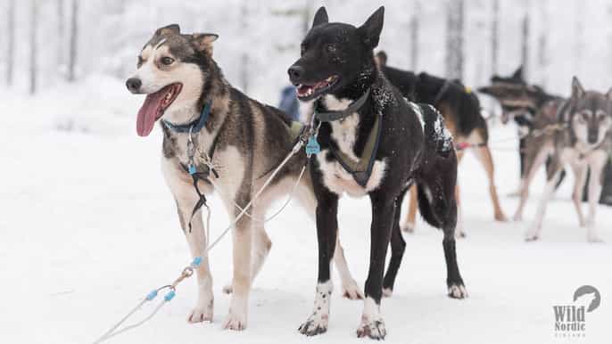 rovaniemi safari en motoneige de 3 h jusqu’à un chenil