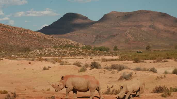 aquila private game reserve sunset safari