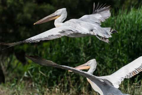 Danube Delta Day Trip from Tulcea