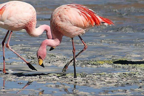 Paracas National Reserve Tour