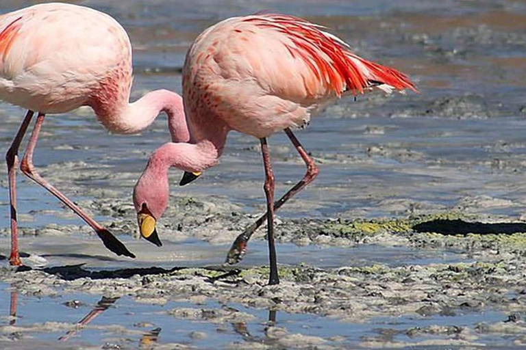 Paracas National Reserve Tour