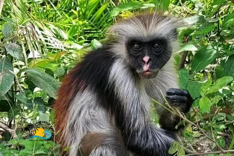 Zanzibar: Jozani Bos en Rots Restaurant TourJozani Bos &amp; De Rotstocht