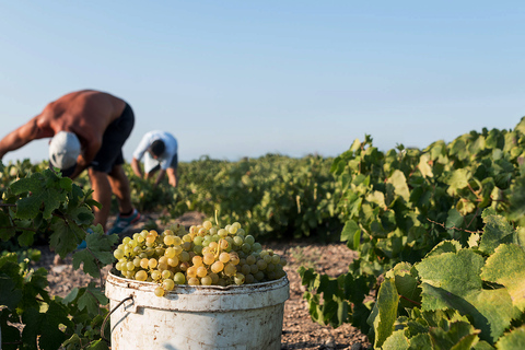 Santorin Weinstraßen: Tour zu 3 Weingütern mit SommelierPrivate Weintour