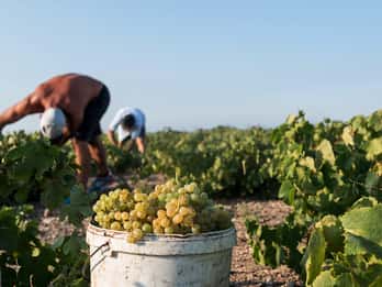 Rutas del Vino de Santorini: Visita a 3 Bodegas con un Sumiller