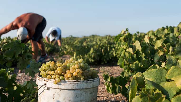 santorini wine roads visita di 3 cantine con un sommelier