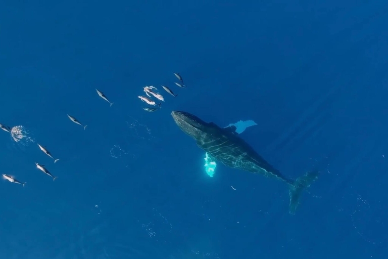 Coucher de soleil et observation des baleines à Waikiki