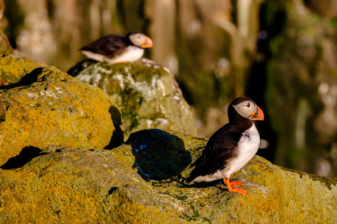 Reykjavik: Puffin Watching Tour